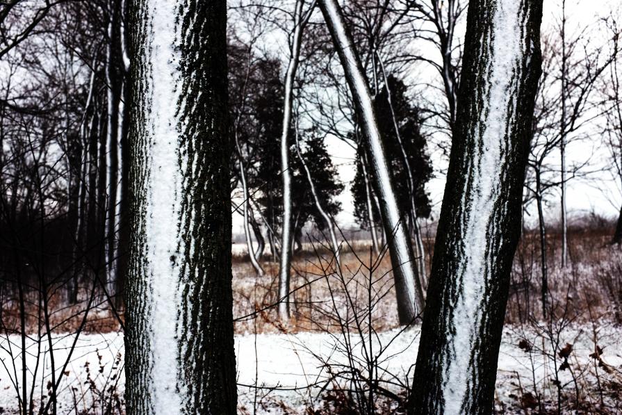 Snowy Sentinels