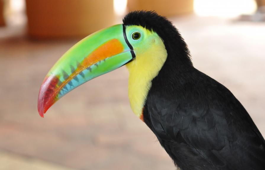 Toucan