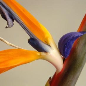 In-naturale_Sterlizia reginae bird-of-paradise, Chicken bone, painted garlic