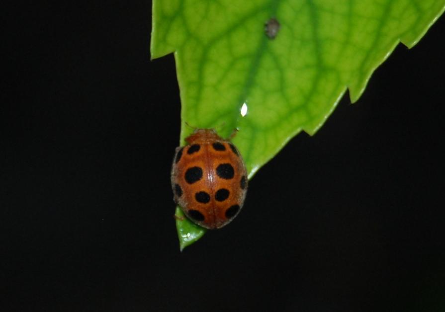 Nel mio giardino