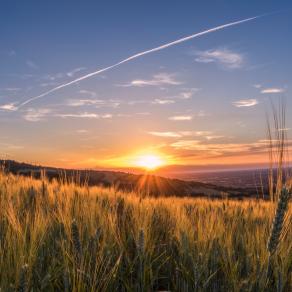 Ricordi di grano