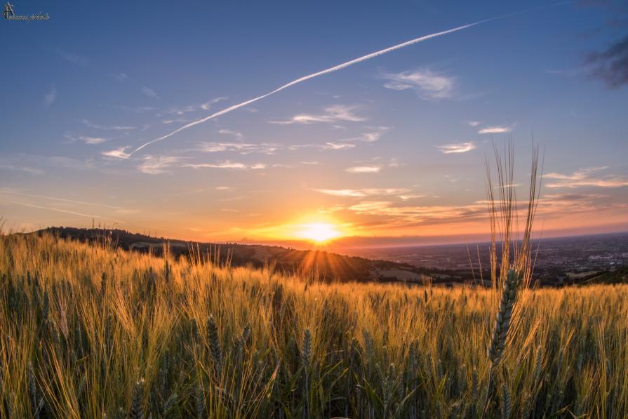 Ricordi di grano