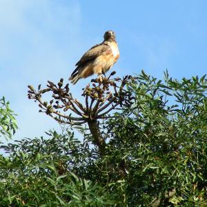 South Africa. Animals