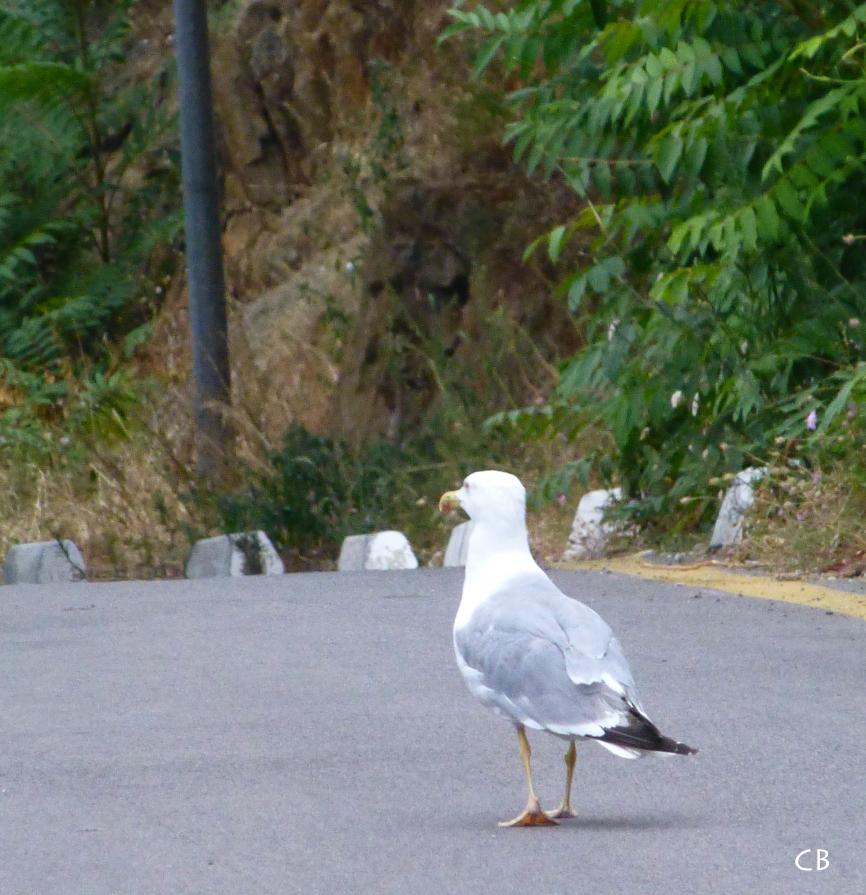 La promenade du goéland