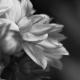 Black And White Dahlia