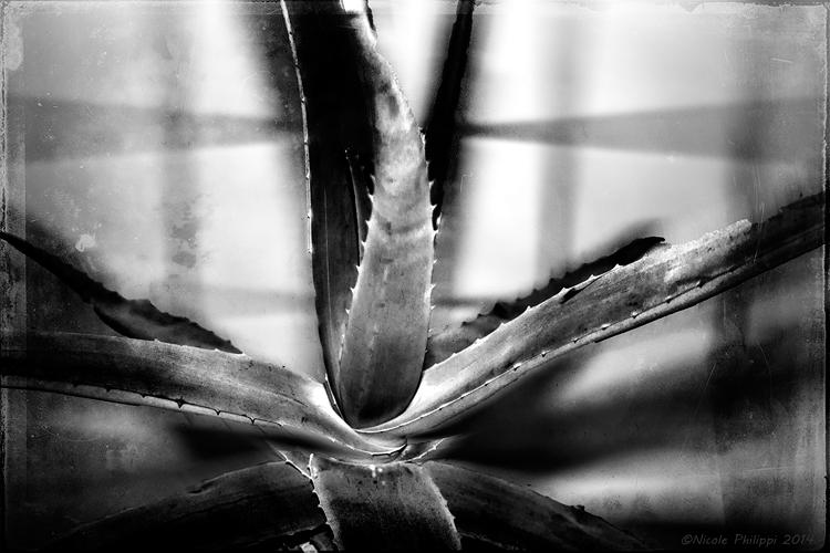 The Aloe Experiment