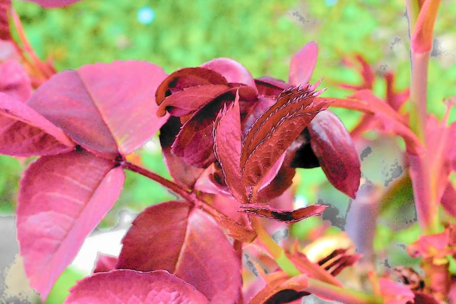 I colori della primavera 4