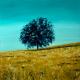 Blue tree in a grain field