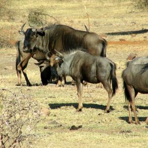 South Africa. Animals