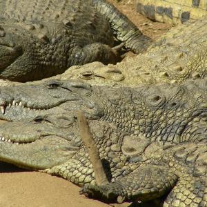 South Africa. Animals