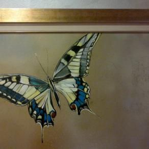 Papilio machaon 1