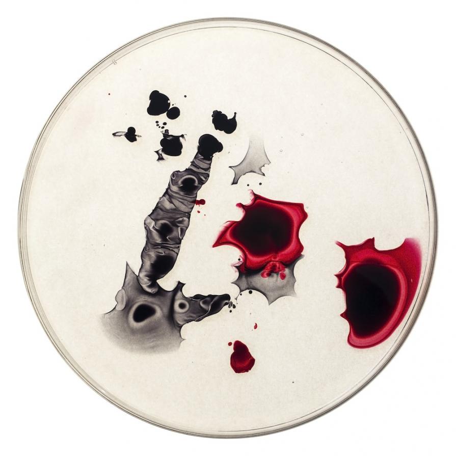 The Petri Dish Project - Colors, Things and Poiesis (1)