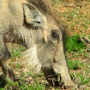 South Africa. Animals