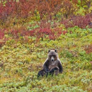 USA. Alaska 1/3. Life forms