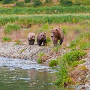 USA. Alaska 1/3. Life forms