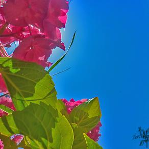 all'ombra di un fiore,al riparo dai pensieri 