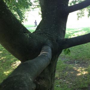 Greenwich Park - Lovers Walk