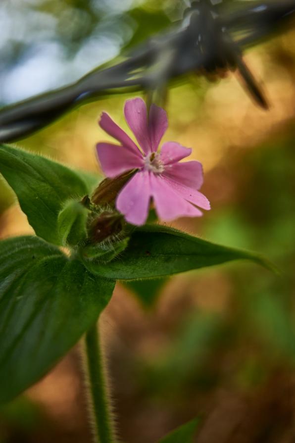 flower & barbed wire