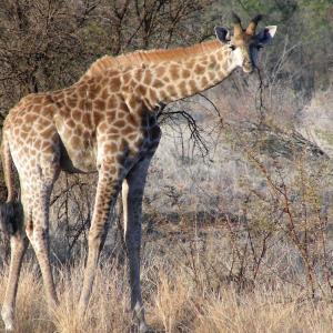 South Africa. Animals