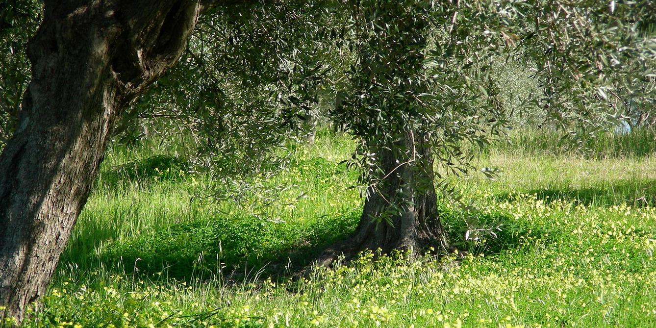 Italy. Calabria. Countryside