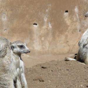 South Africa. Animals