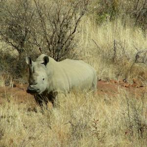 South Africa. Animals