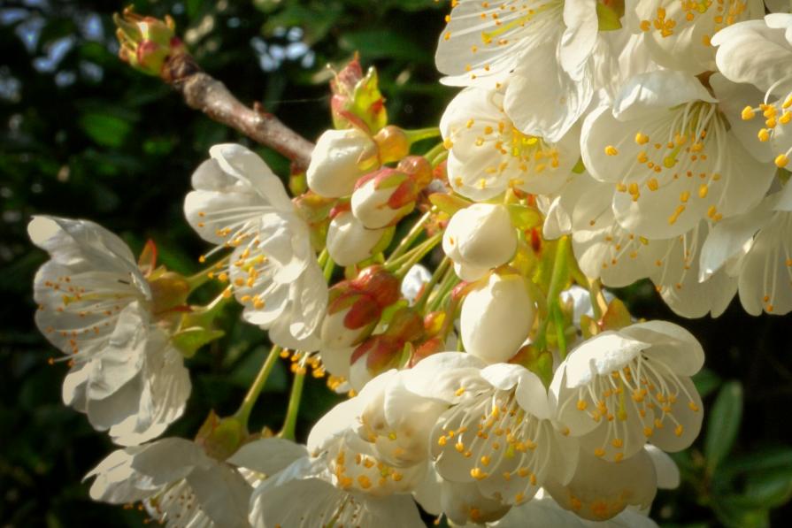 I colori della primavera 2