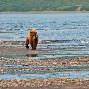 USA. Alaska 1/3. Life forms