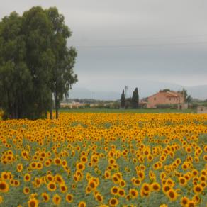 Maremma