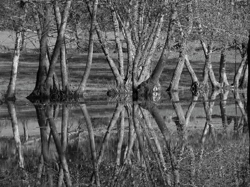 Alberi allo specchio