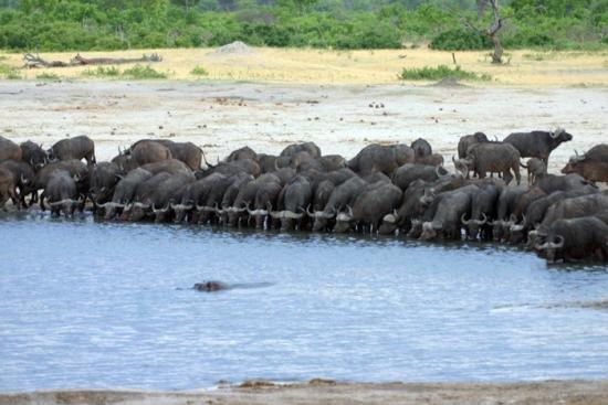 hippo pool:nessuno disturbi l ippopotamo