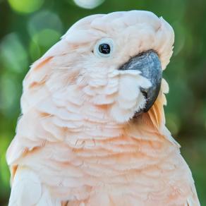 Cacatua