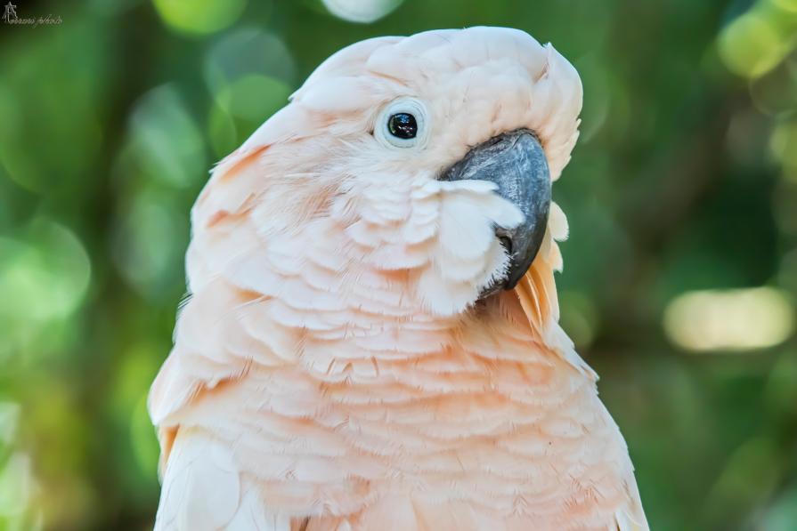 Cacatua