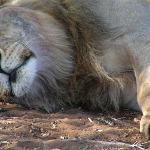 South Africa. Animals