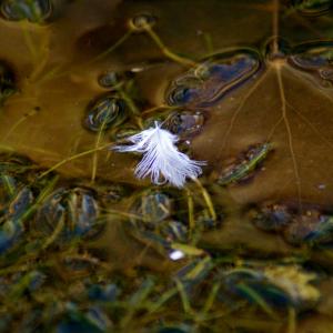 Water reflection