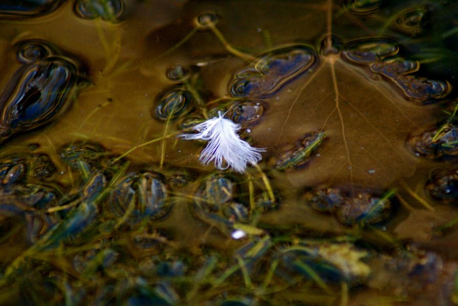 Water reflection