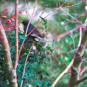 Blue bird and red berries