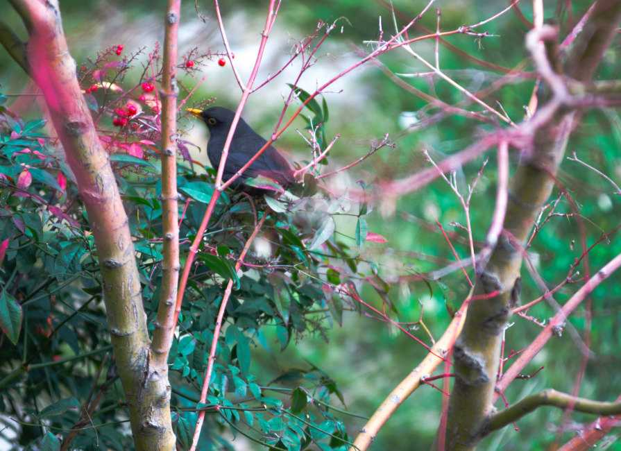 Blue bird and red berries