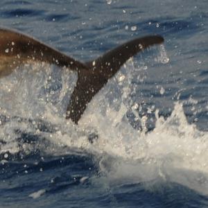 "mare rumore e silenzi"