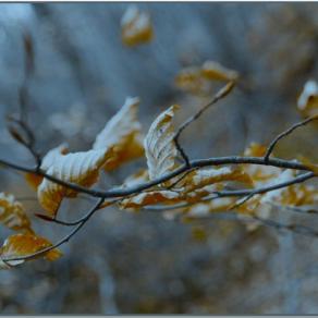 Arriva l'autunno