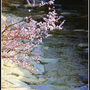 Fioritura sul torrente