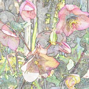 mural #1 hellebore pretty in pink - base photoshop