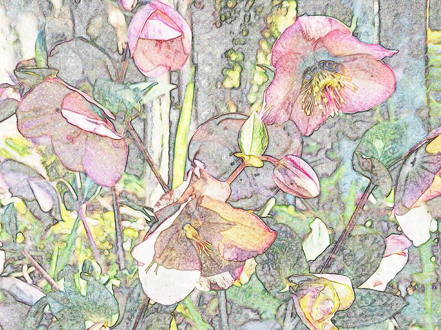 mural #1 hellebore pretty in pink - base photoshop