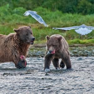 USA. Alaska 1/3. Life forms