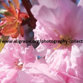 Full Bloom Pink Blossom by Ali Gracie