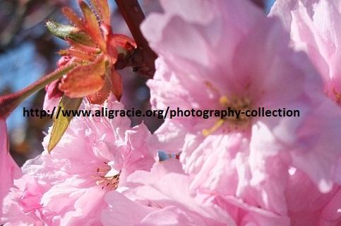 Full Bloom Pink Blossom by Ali Gracie