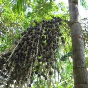 Wonders of Brazil - Fruits