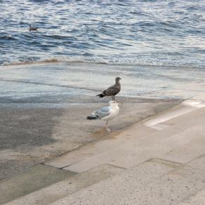 Gulls