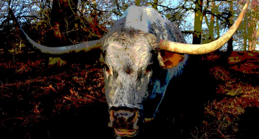 Longhorn