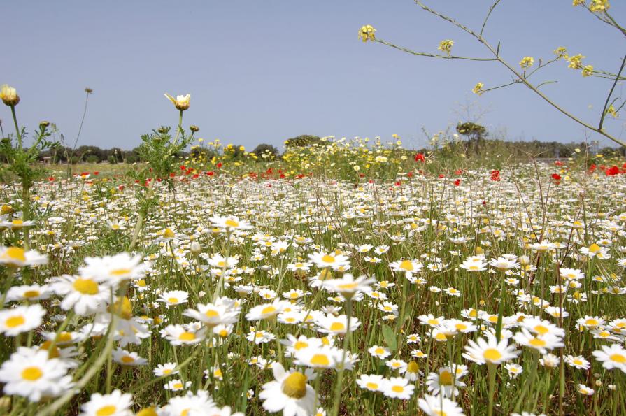 Campo di margherite e papaveri